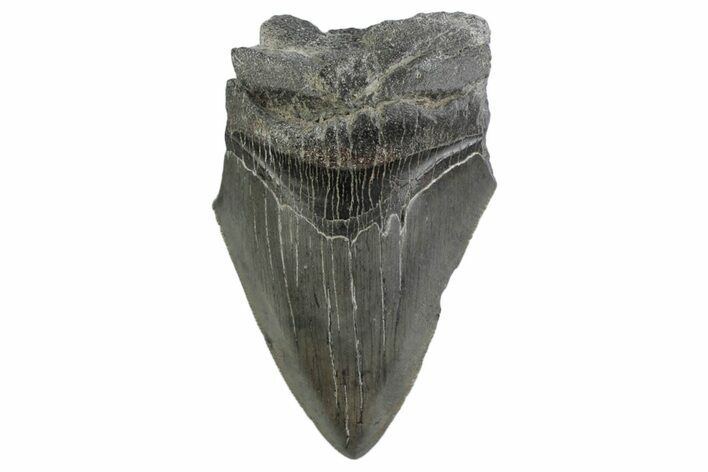 Partial Megalodon Tooth - South Carolina #359114